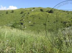 Secale-kuprijanovii_Черногор_стация